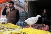 ازمة خانقة لمزارعي الدجاج البياض تكلفهم ملاين الشواكل