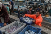 الصيد .. تهديد لاستدامة الثروة السمكية في بحر غزة