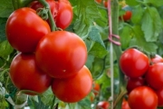 "إسرائيل" تستورد الطماطم لأول مرة من تركيا