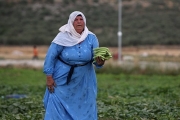 المرأة تتحمل 87% من عبء العمل في القطاع الزراعي الفلسطيني وتوفر 70% من ...