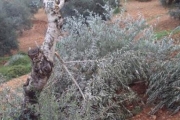 مستوطنون يقطعون أشجار كرمة جنوب بيت لحم