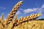 كندا تصدر تقريرها الجديد عن محصول القمح لعام 2022