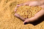 وزارة التموين: مصر تتوقف عن شراء القمح المحلي الأربعاء