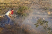 مستوطنون يحرقون أشجار زيتون في قرية مجدل بني فاضل جنوب نابلس