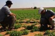 قرار وزارة الزراعة الإسرائيلية إجراء عقابي صهيوني بإمتياز