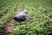 العمل الزراعي تعيد الحياة لـ 1000 دونم زراعي في غزة