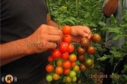  فتح معبر كرم أبو سالم لتصدير الطماطم للأردن