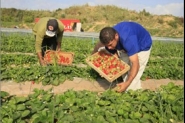 وزارة الزراعة الفلسطينية : 451 مليون دولار خسائر ا ...