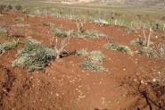 مستوطنون يقتلعون أشجار زيتون في ترمسعيا