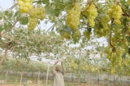 غزة: العنب يغزو الأسواق وإنتاجه يحقق زيادات سنوية ...