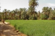 السودان يستورد 10 ملاين نخلة من الخليج