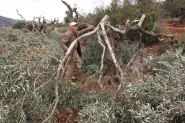 المستوطنون يقطعون مئات اشجار الزيتون في الضفة