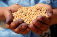 مصر تشتري 3.6 مليون طن من القمح المحلي منذ بدء موس ...