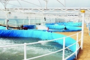 طرح 10 حقائب استثمارية لمشاريع الاستزراع السمكي