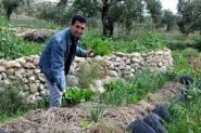 غاندي ومغزل الصوف ... فلسطين والزراعة البيئية
