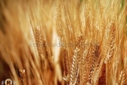  ايران تشتري 800 ألف طن من القمح من روسيا واستر ...