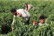 الاحتلال يطلق النار على المزارعين شرق دير البلح