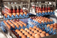 البيض الملوث يغلق 7 مزارع جديدة في بلجيكا