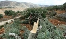 الاحتلال يهدم جدرانا إسمنتية ويقتلع أشجارا شمال ال ...