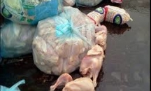ضبط 6500 دجاجة مهربة من المستوطنات في رام الله