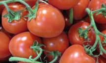  تصدير طماطم للأردن عبر كرم أبو سالم