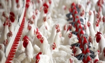 غزة: تحديد سعر كيلو الدجاج بـ 10 شواقل