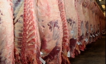 &quot;معاريف&quot; تدعو لحظر تصدير اللحوم الفلسطينية لإسرائي ...