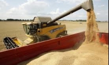 مصر تتبنى قواعد جديدة لاستيراد القمح قد تعطل الإمد ...