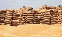 مصر تشتري 55 ألف طن من القمح الأوكراني