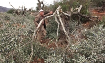 المستوطنون يقطعون مئات اشجار الزيتون في الضفة