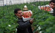 ﻿غزة: مزارع ينتج الفراولة بالزراعة المائية