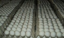 شراء 40 الف كرتونة بيض للتخلص من فائض البيض في الا ...
