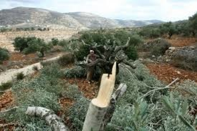 الاحتلال يهدم جدرانا إسمنتية ويقتلع أشجارا شمال الخليل