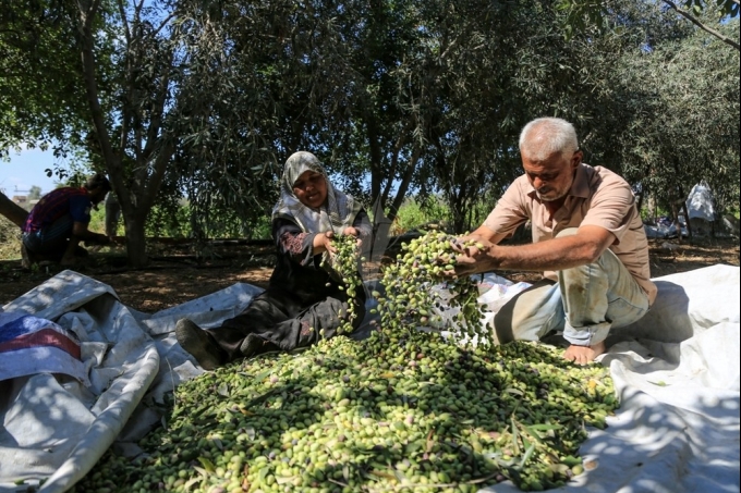الاحتلال يمنع مزارعي كفر ثلث من قطف ثمار زيتونهم