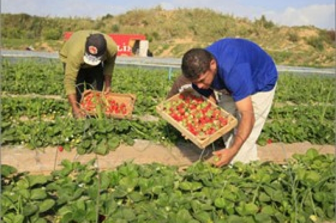 وزارة الزراعة الفلسطينية : 451 مليون دولار خسائر الزراعة جراء العدوان الإسرائيلي