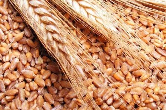 الأردن يدرس تعديل مواصفات استيراد القمح لجذب التجار