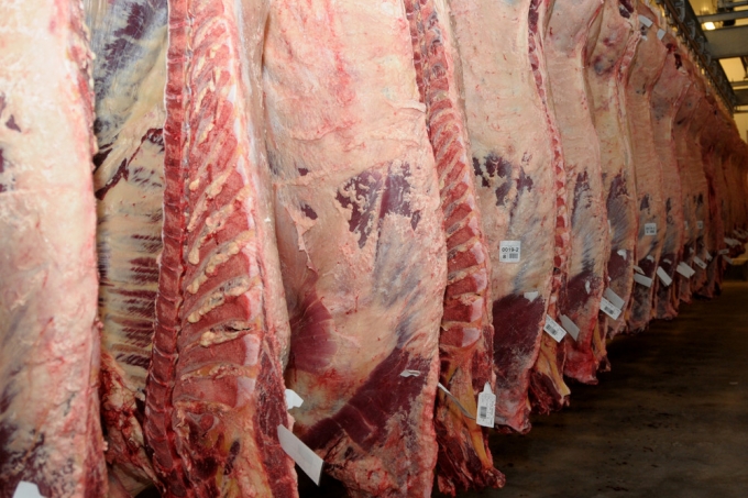 &quot;معاريف&quot; تدعو لحظر تصدير اللحوم الفلسطينية لإسرائيل