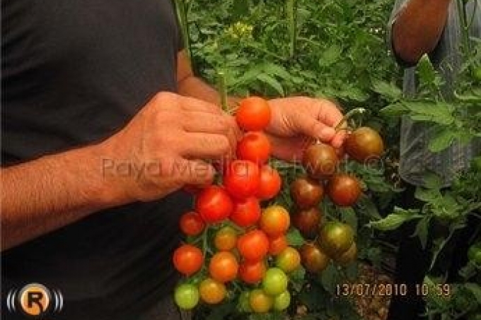  فتح معبر كرم أبو سالم لتصدير الطماطم للأردن