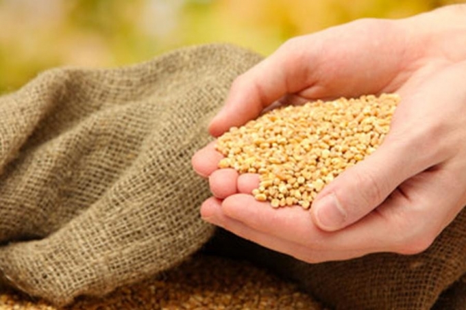مصر تشتري 535 ألف طن من القمح في مناقصة عالمية