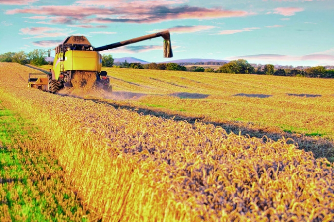 الأمن الغذائي العالمي .. عجز في القمح والأرز والذرة وتدهور في نوعية التربة