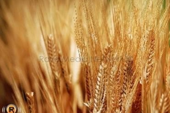 ايران تشتري 800 ألف طن من القمح من روسيا واستراليا