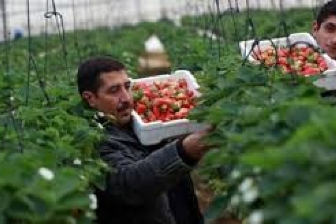 ﻿غزة: مزارع ينتج الفراولة بالزراعة المائية