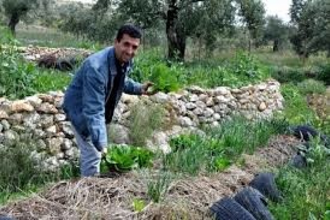 غاندي ومغزل الصوف ... فلسطين والزراعة البيئية