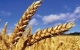 كندا تصدر تقريرها الجديد عن محصول القمح لعام ...